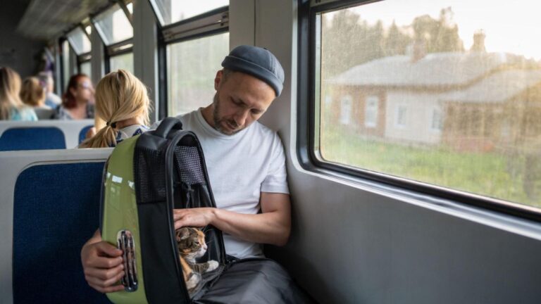 Traveling with Dogs on Amtrak Train